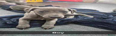 Whippet Puppy 2