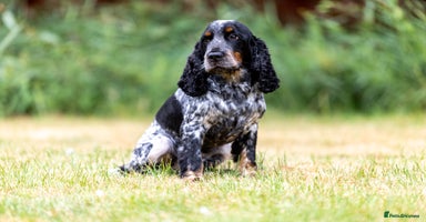 Cocker Spaniel dogs - Advert 14