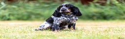 Cocker Spaniel dogs for stud: Handsome Stud Show Cocker Spaniel - Advert 2