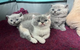 British Shorthair cats for sale: British short hair kittens  - Image 1