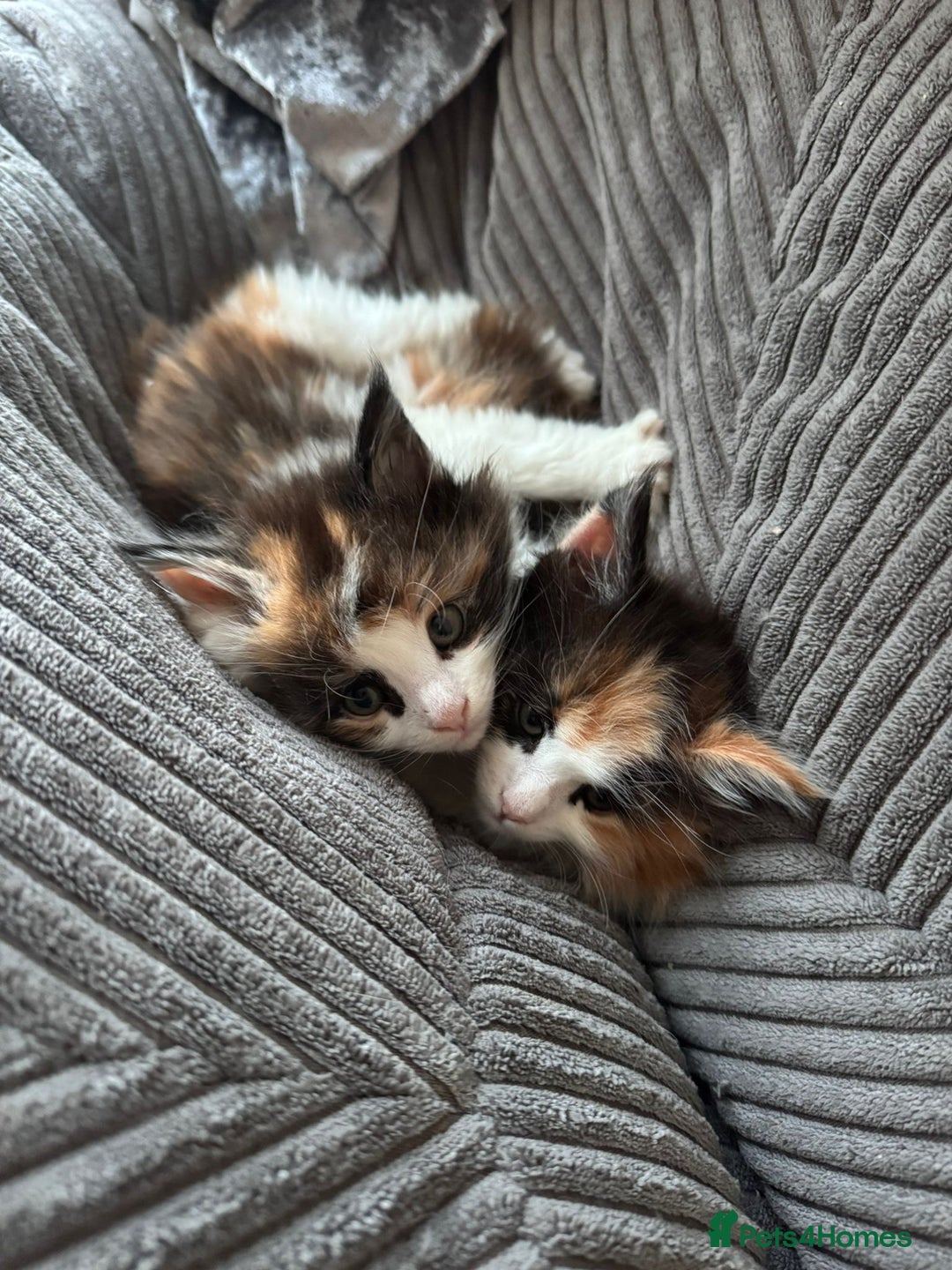 Maine Coon cats for sale: Adorable Maine coon kittens - Advert 11