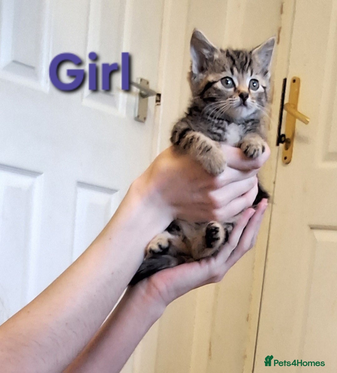 Mixed Breed cats for sale: Beautiful tabby kittens  - Advert 1