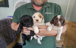 Cocker Spaniel dogs for sale: beautiful cocker spaniel puppies - Image 1