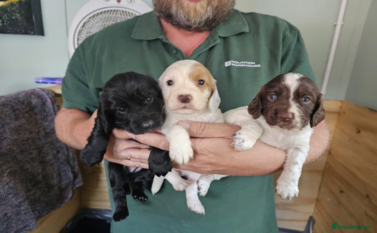 Cocker Spaniel dogs - Advert 1