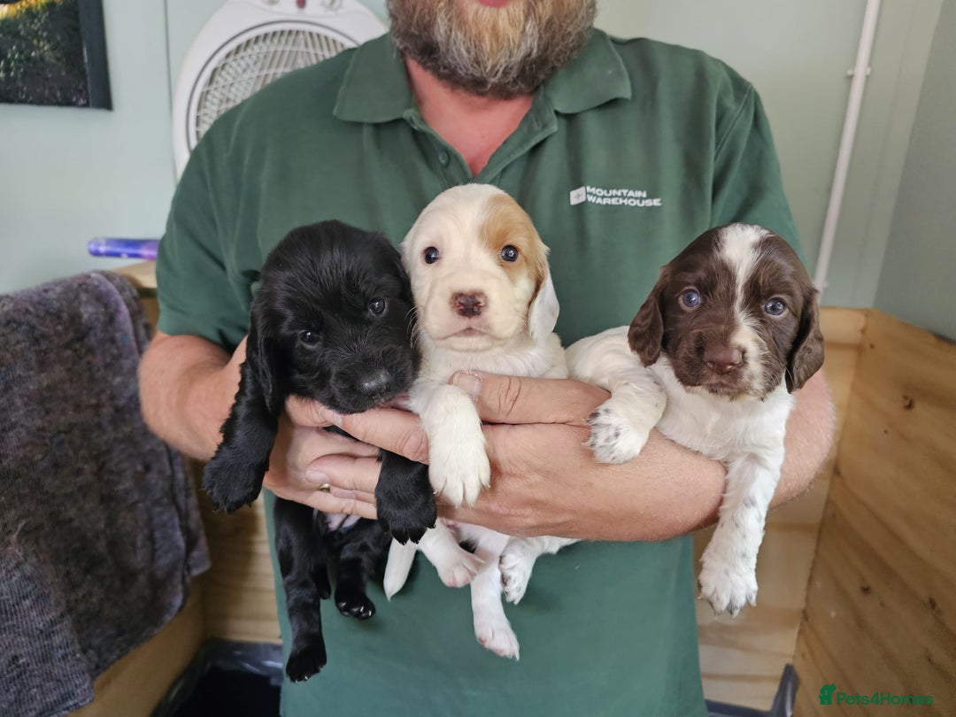 Cocker Spaniel dogs for sale: beautiful cocker spaniel puppies - Image 1