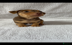Jack Russell dogs for sale: Jack Russell puppies  - Image 1