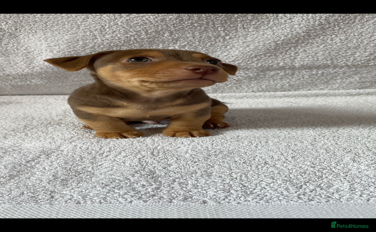 Jack Russell dogs - Advert 10