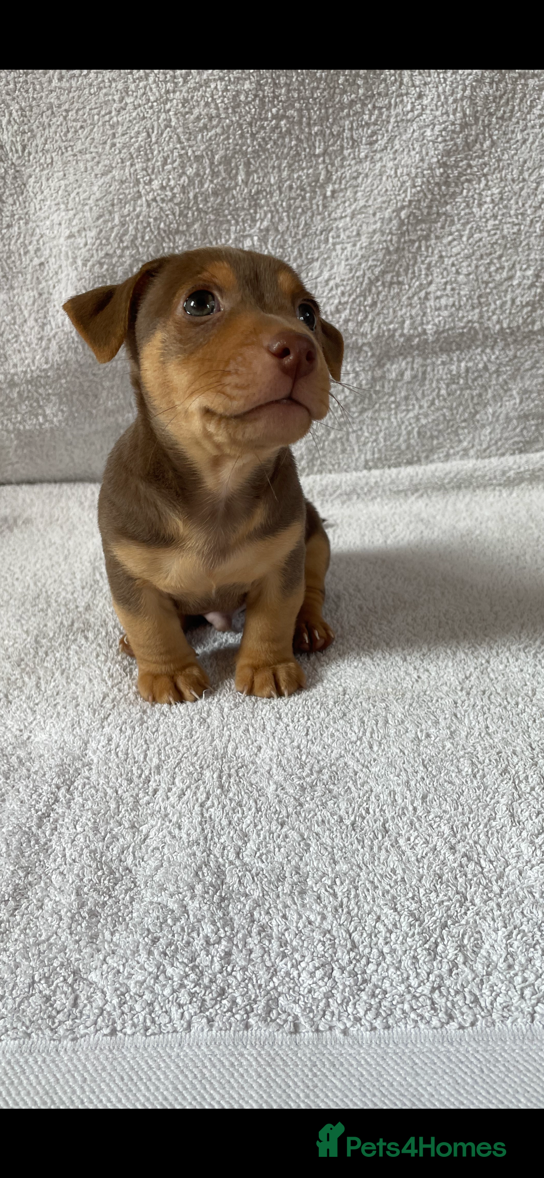 Jack Russell dogs for sale: Jack Russell puppies  - Image 1