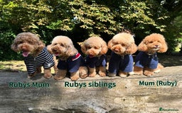Toy Poodle dogs for sale: Adorable Playful Toy Poodles - 3 Boys Left - Image 17