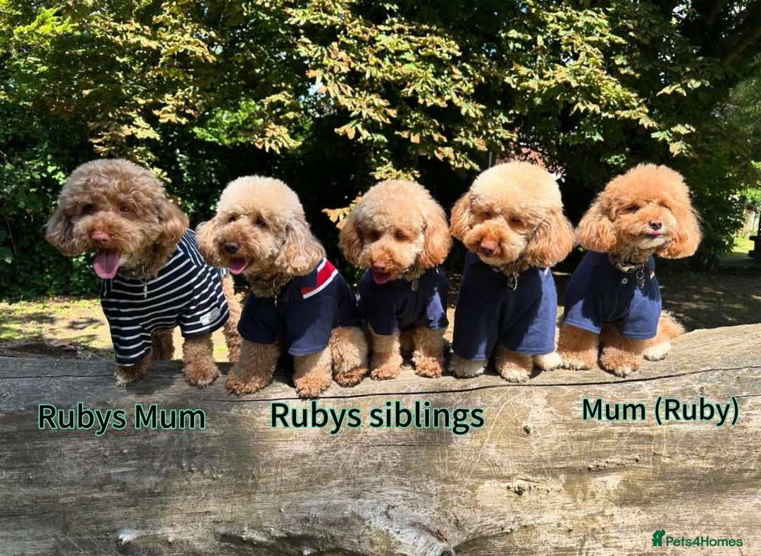 Toy Poodle dogs for sale: Adorable Playful Toy Poodles - 3 Boys Left - Image 17