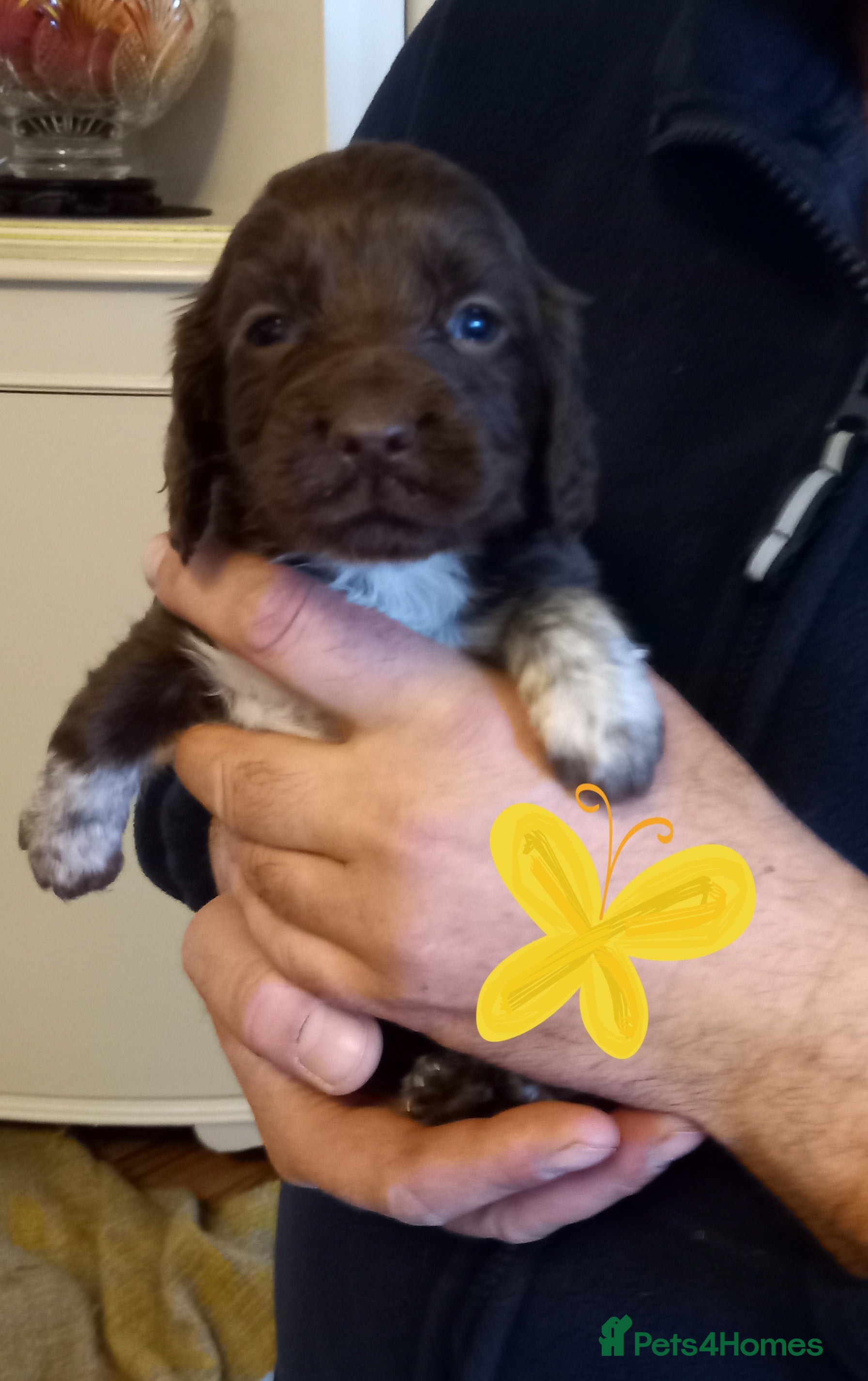 Cocker Spaniel dogs Gorgeous chocolate cocker spaniels  - Advert 18