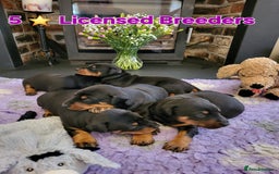 Dobermann dogs for sale: Gorgeous KC Dobermann Puppies  - Image 6