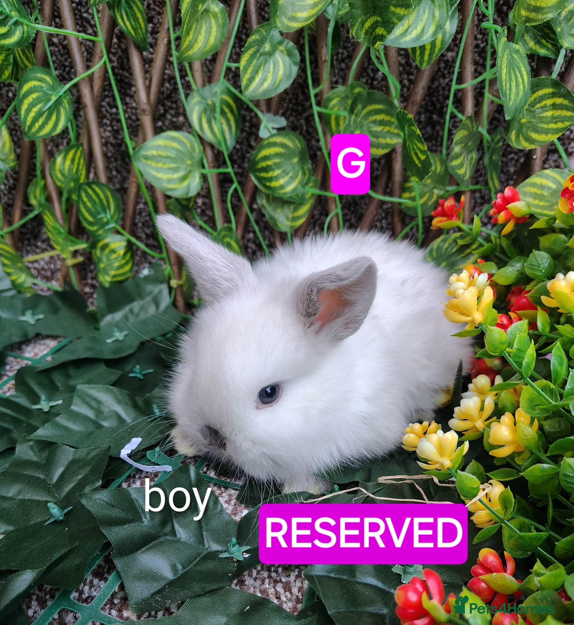 Mini Lop rabbits Mini lop babies ready various dates - Advert 15