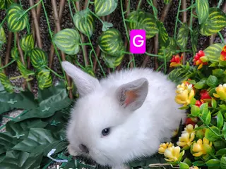 Mini Lop rabbits Mini lop babies ready various dates - Advert 18