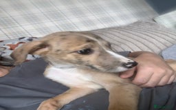 Lurcher dogs for sale: Lurcher pups  - Image 3