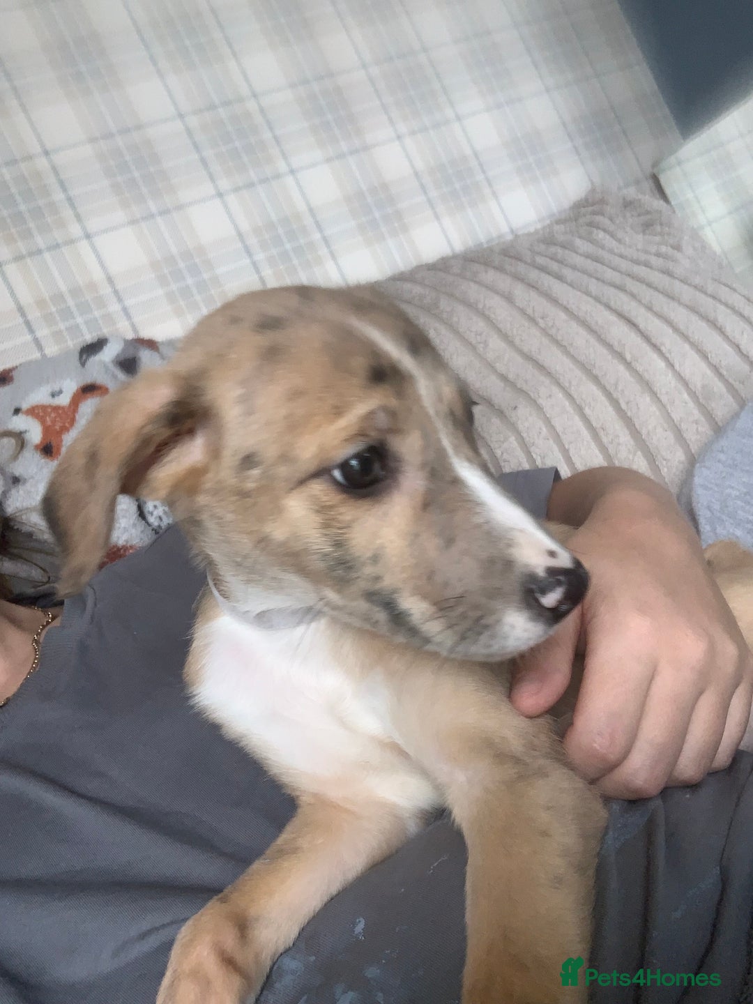 Lurcher dogs for sale: Lurcher pups  - Image 3
