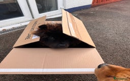 Chow Chow dogs for sale: Cleo the fun chow chow - Image 3