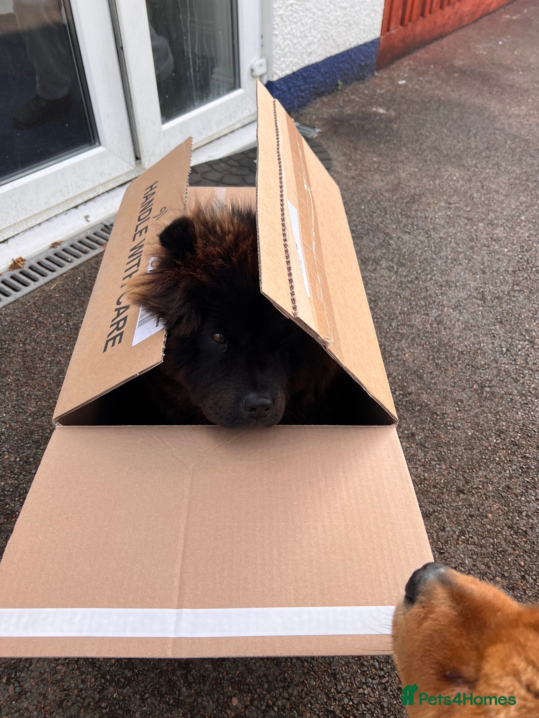 Chow Chow dogs for sale: Cleo the fun chow chow - Image 3