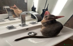 Abyssinian cats for sale: Male Abyssinian Cat Looking for a Loving New Home - Image 9