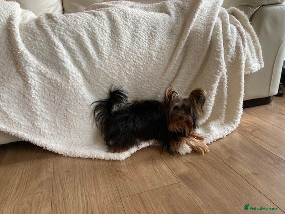 Yorkshire Terrier dogs for sale: Maxi  - Advert 7