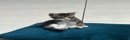 Mixed Breed cats for sale: mixed breed kitten - Advert 3