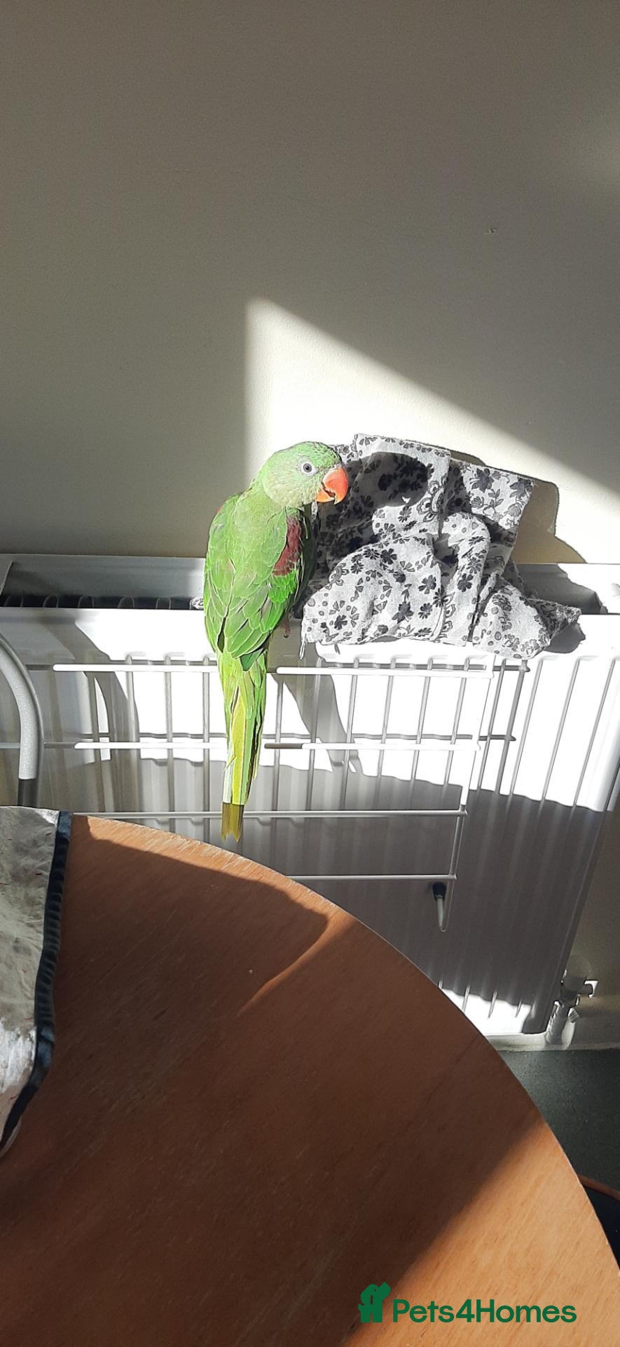 Parrots birds Alexandrine baby New baby  - Advert 12