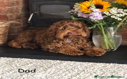 Cockapoo dogs for sale: Chocolate Cockapoo Puppies - PRICE REDUCED - Image 9