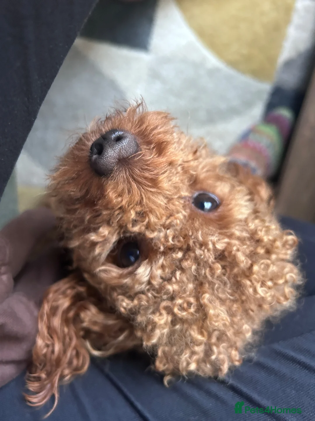 Toy Poodle dogs for stud: KC registered,RedToy poodle,for stud only🐾HUGO🐾  - Advert 1