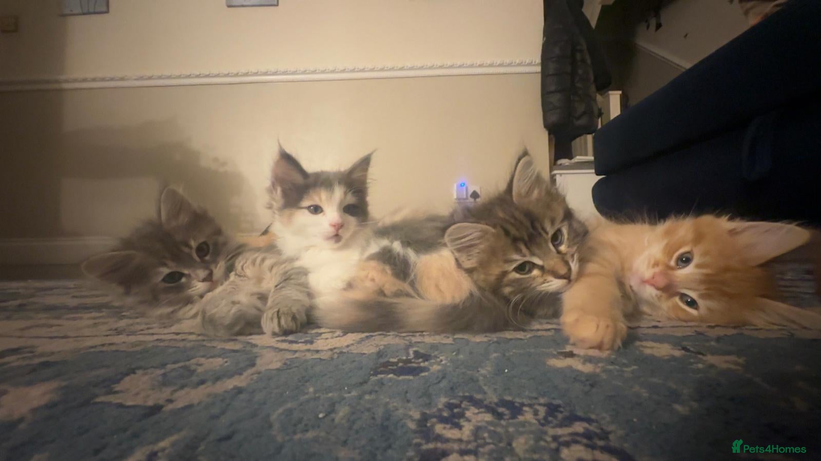 Mixed Breed cats 🐾 Beautiful Ragdoll x Maine Coon Kittens 🐾 - Advert 2
