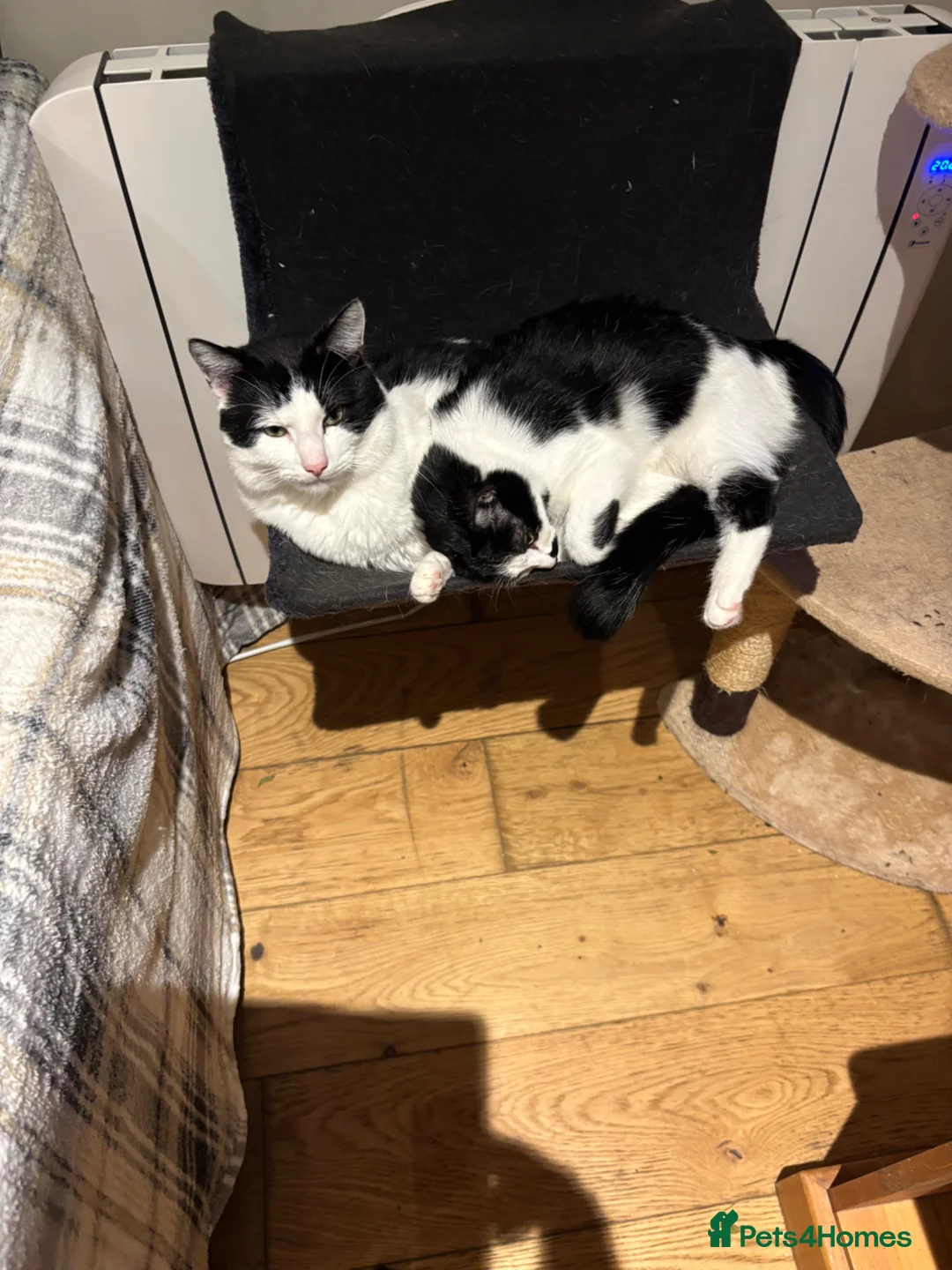 Mixed Breed cats for sale: Scooby Snack - Advert 3