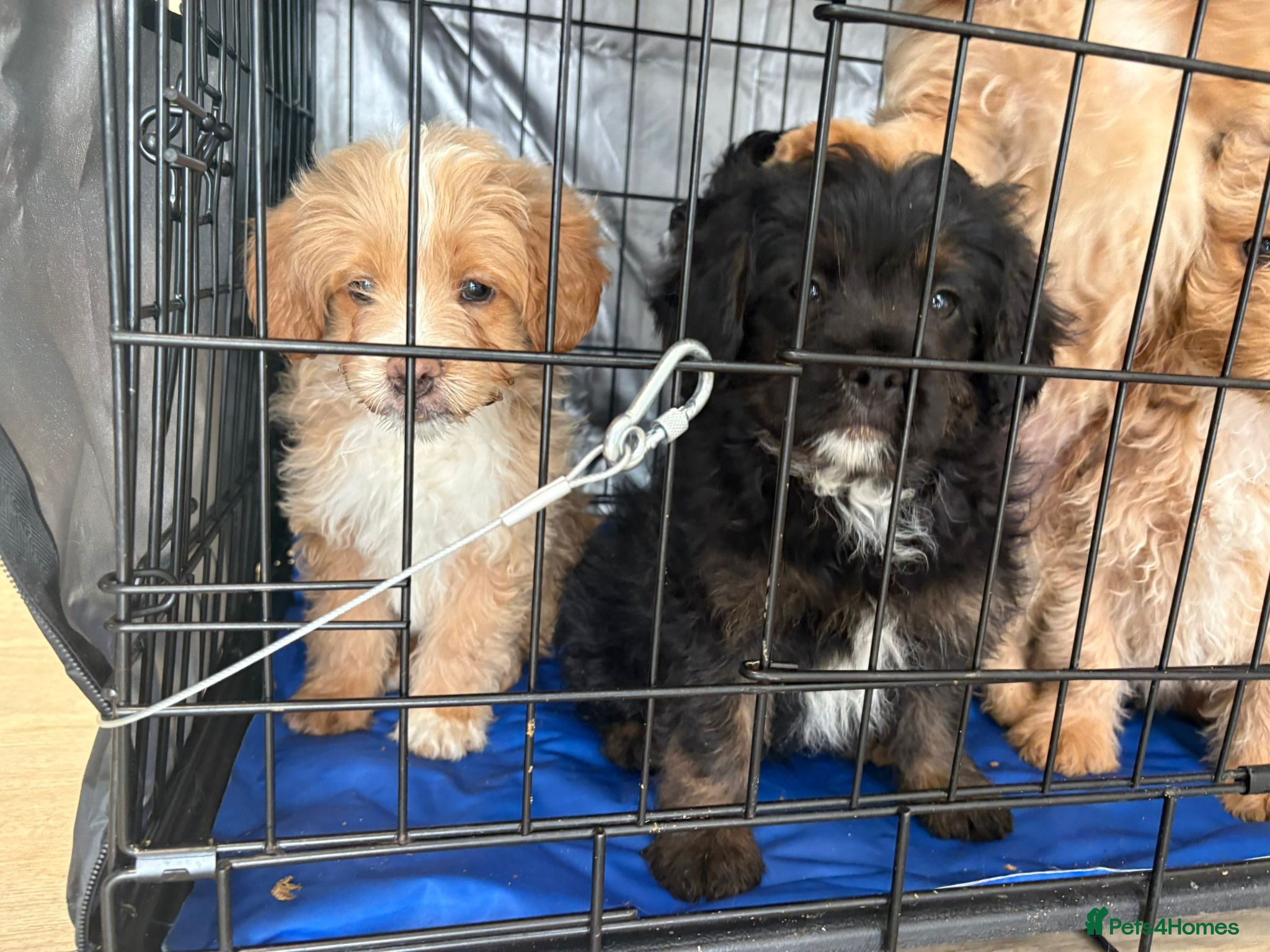 Mixed Breed dogs for sale: LAST 3 PUPS! Fluffy frenchies cross ready to leave - Advert 7