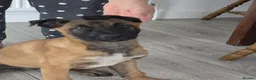 Belgian Shepherd Dog dogs for sale: Belgian Shepherd puppy in Scunthorpe - Advert 6