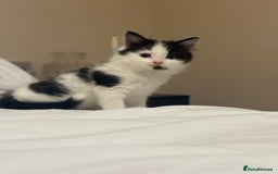 Mixed Breed cats for sale: Adorable male kitten left  - Image 1