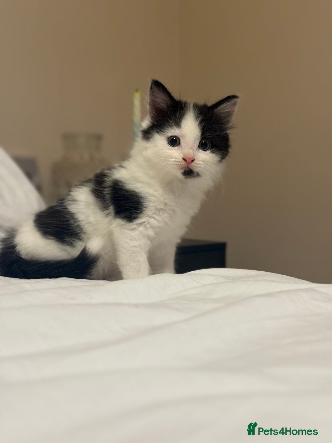 Mixed Breed cats for sale: Adorable male kitten left  - Image 1