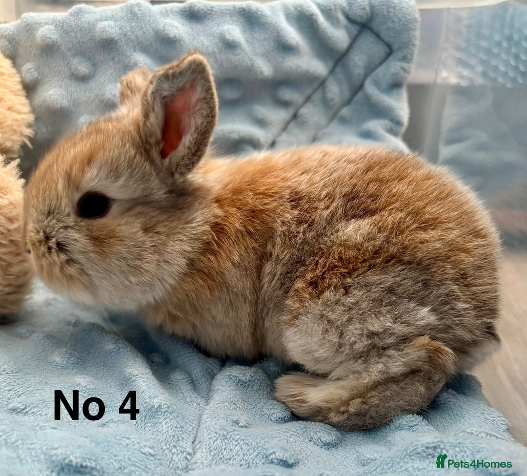 Mini Lop rabbits for sale: Beautiful Mini Lop Baby Bunnies 🐰 - Advert 19