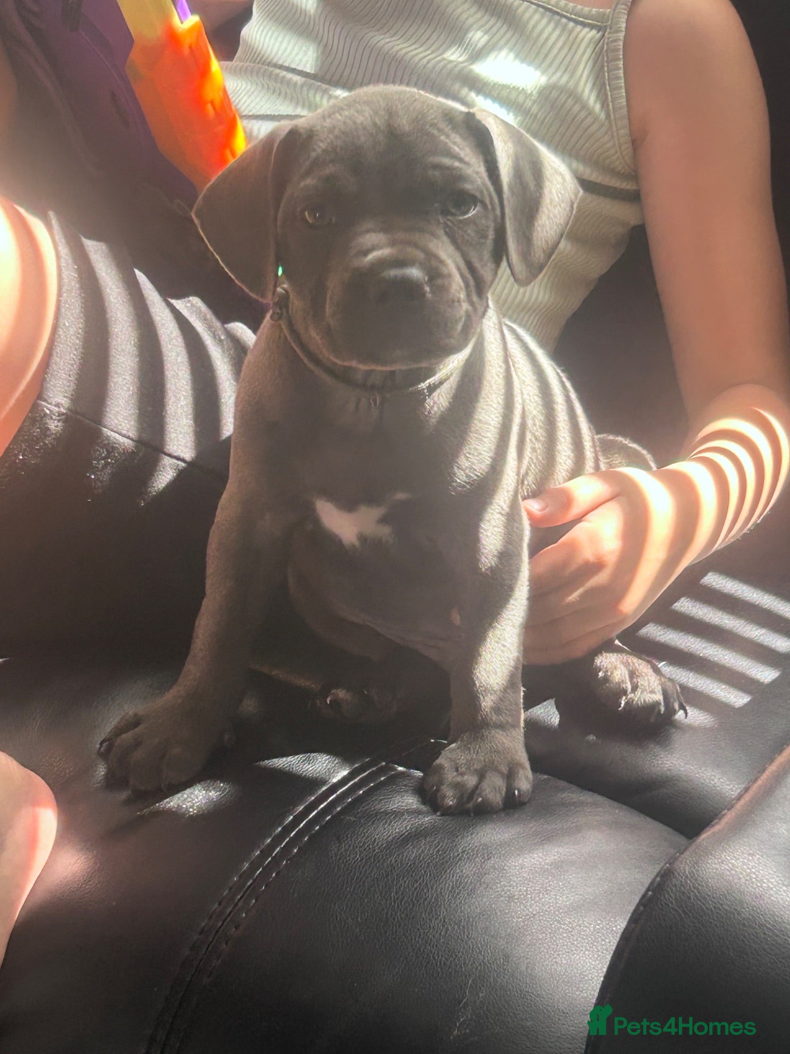 Staffordshire Bull Terrier dogs KC reg Blue Staff Puppies  - Advert 2