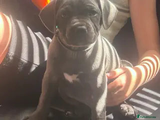 Staffordshire Bull Terrier dogs KC reg Blue Staff Puppies - Advert 2