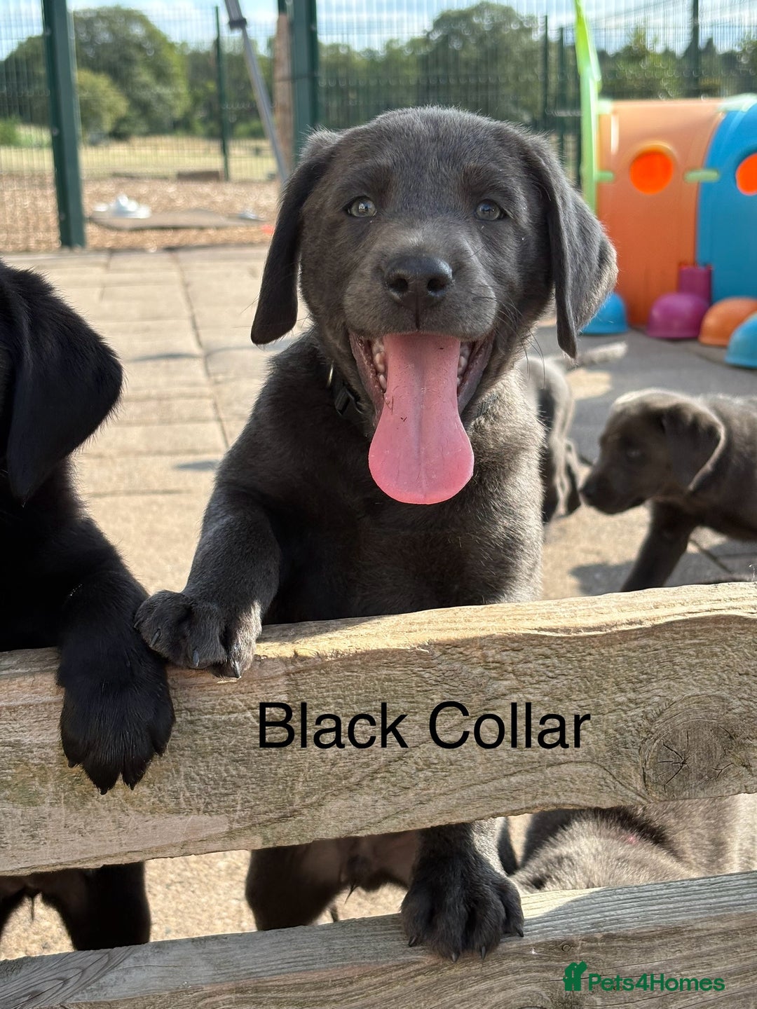 Labrador Retriever dogs for sale: KC Silver, Charcoal & Black Labs for sale - Image 11