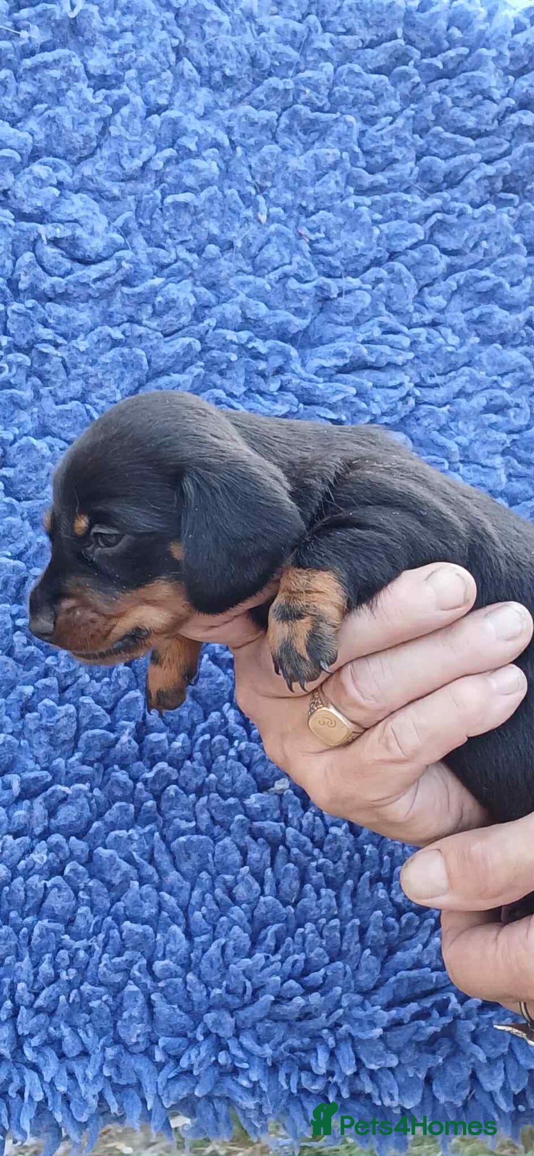 Dachshund dogs for sale: 3 Stunning boy puppies for sale - Image 11