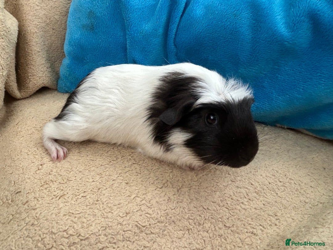 Guinea Pig rodents for sale: Guineapigs  - Image 3