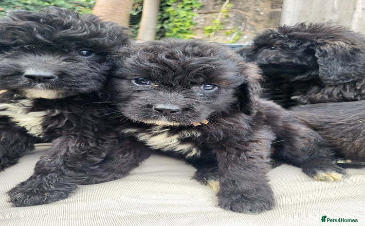 Mixed Breed dogs - Advert 2