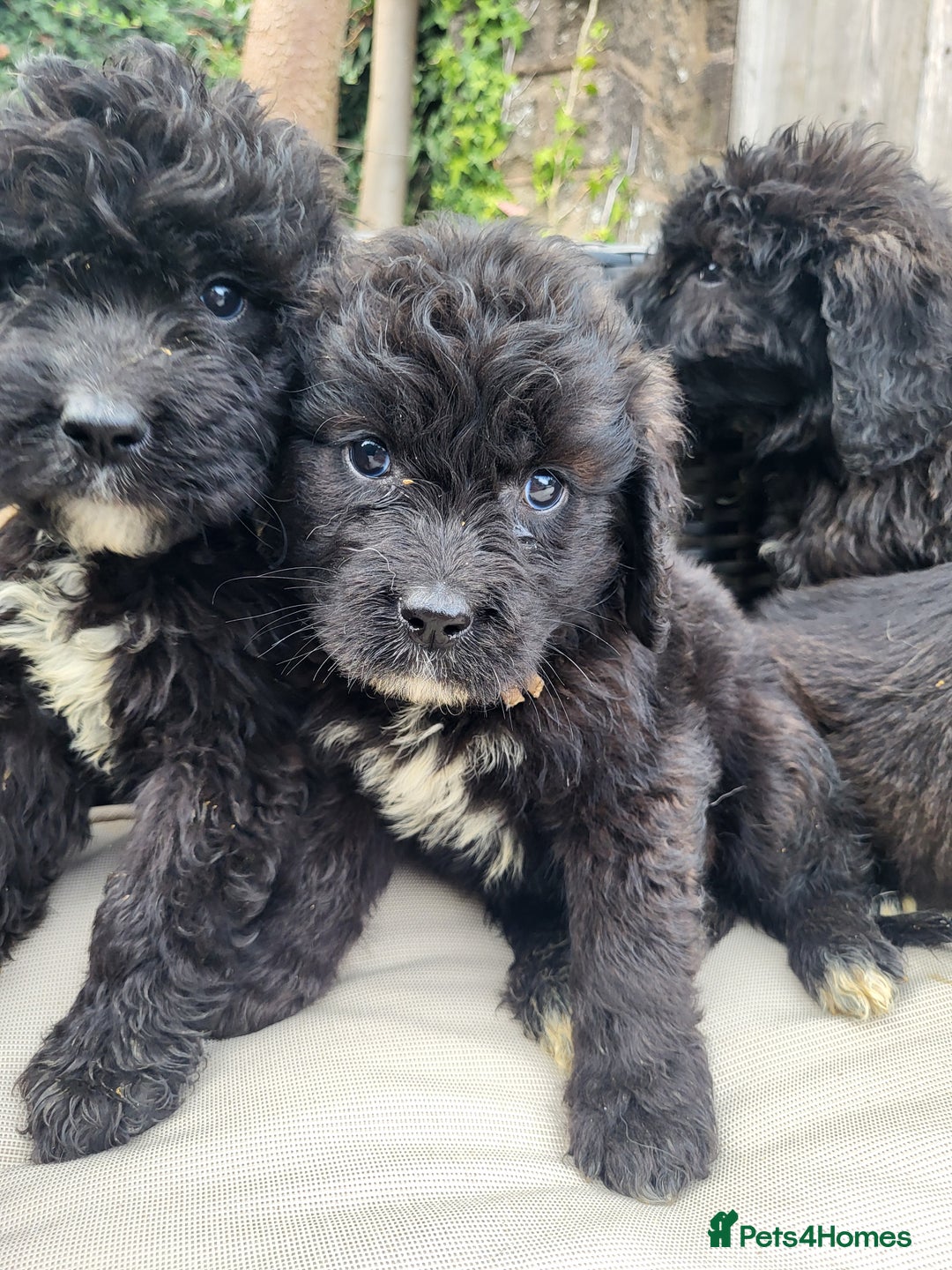 Mixed Breed dogs for sale: Saint Bernadoodles F1  - Image 1