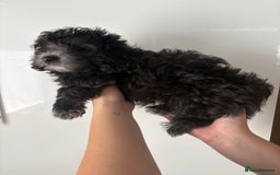 Maltipoo dogs for sale: 🤩 1 stunning male F1 Maltipoo 🤩 - Image 10