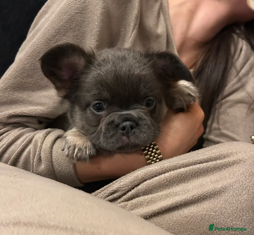French Bulldog dogs for sale: Kc registered french bulldog puppies  - Advert 1