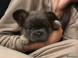 French Bulldog dogs Kc registered french bulldog puppies - Advert 2