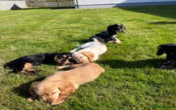 Cocker Spaniel dogs for sale: KC Health tested show type cocker spaniel puppies - Image 6