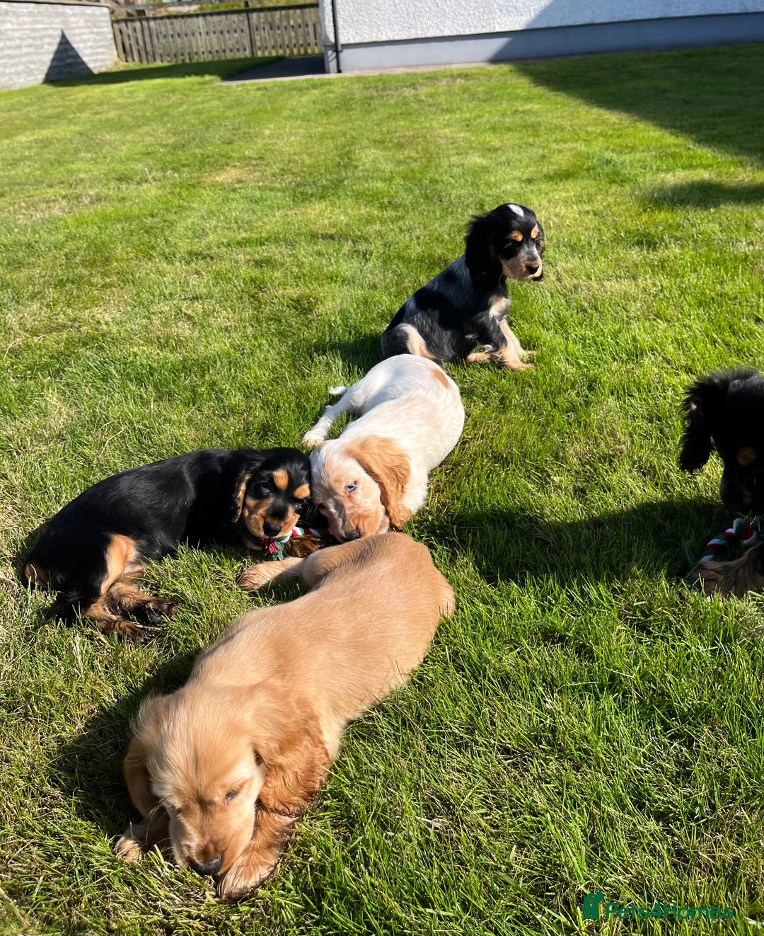Cocker Spaniel dogs for sale: KC Health tested show type cocker spaniel puppies - Image 6
