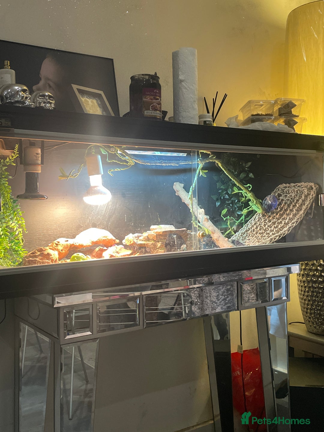 Bearded Dragon reptiles for sale: Bearded dragon  - Advert 6