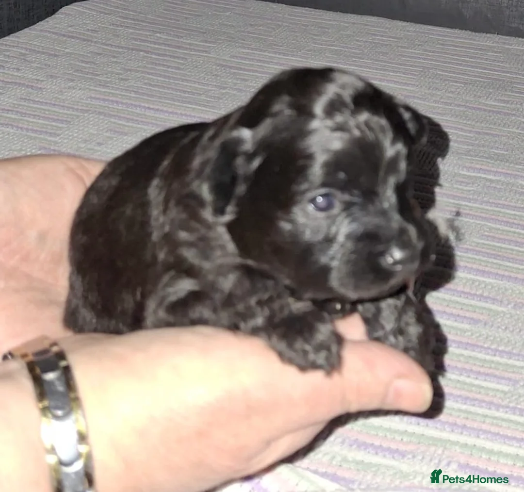 Pomapoo dogs for sale: Beautiful Pomapoo or Pomadoodle puppies in Bradford - Advert 4