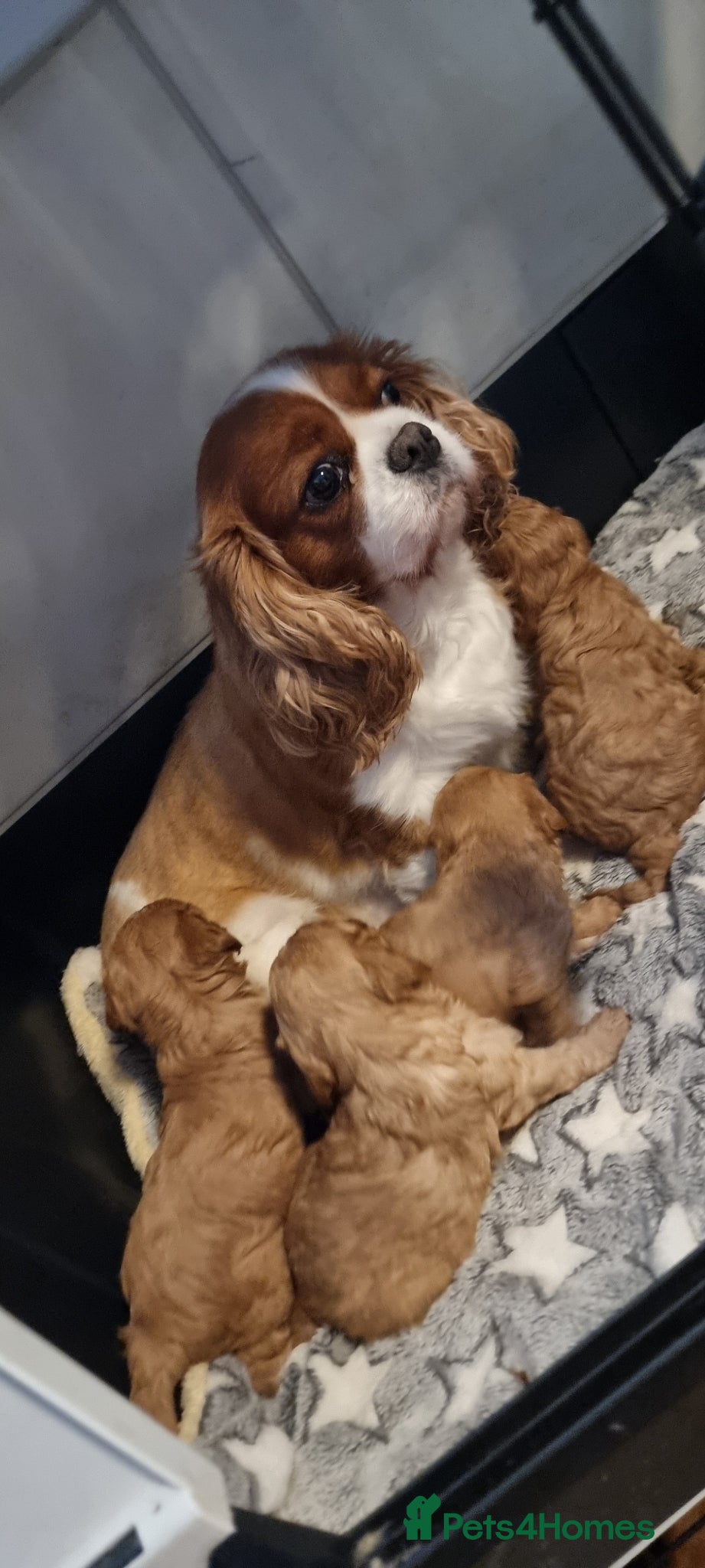 Cavapoo dogs Small f1 toy cavapoos  - Advert 2